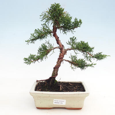 Bonsai outdoor - Juniperus chinensis - Jałowiec chiński