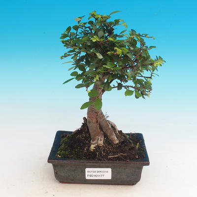 Pokój-bonsai Ulmus parvifolia-Malolistý wiąz