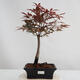 Outdoor bonsai - Acer palm. Atropurpureum-Klon dlanitolistý - 1/2