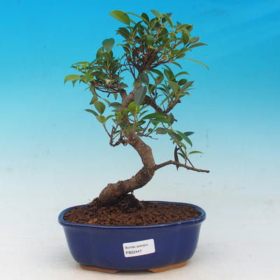 Pokój bonsai - Ficus retusa - mały ficus - 1
