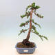 Outdoor bonsai - Jinan biloba - Ginkgo biloba - 1/5