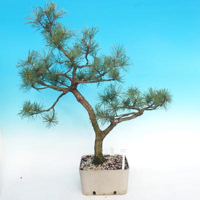 Yamadori - sosna - Pinus sylvestris - 1
