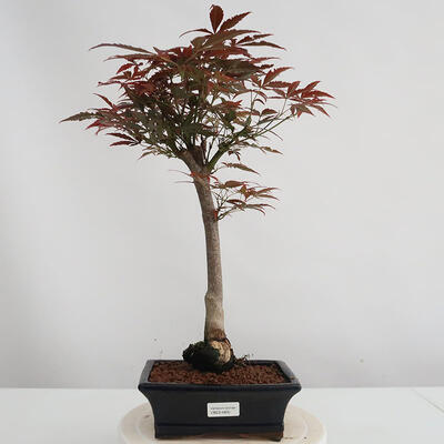 Outdoor bonsai - Acer palm. Atropurpureum-Klon dlanitolistý - 1