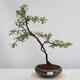 Outdoor bonsai - Prunus spinosa - tarnina - 1/3