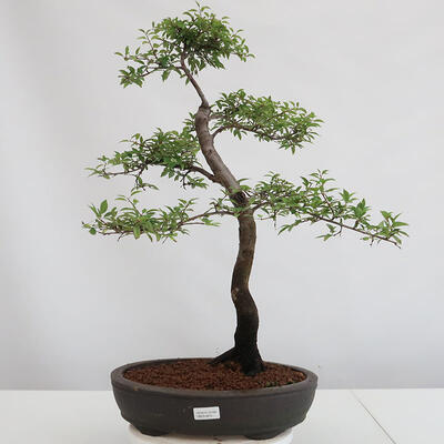 Outdoor bonsai - Prunus spinosa - tarnina - 1