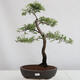 Outdoor bonsai - Prunus spinosa - tarnina - 1/4