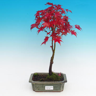 Outdoor bonsai - Klon dlanitolistý - 1