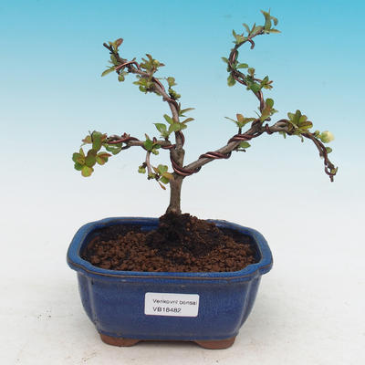 Outdoor bonsai - Chaenomeles superba biały jet szlak -Kdoulovec - 1