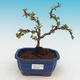 Outdoor bonsai - Chaenomeles superba biały jet szlak -Kdoulovec - 1/4