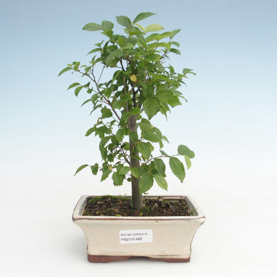 Kryty bonsai - Celtis chinensis - hackberry PB2191482