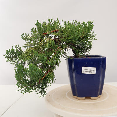 Outdoor bonsai - Juniperus chinensis Kaizuka - chiński jałowiec