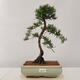 Outdoor bonsai - Taxus bacata - Cis czerwony - 1/4