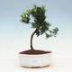 Kryty bonsai - Podocarpus - Kamienny tys - 1/4