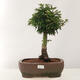 Outdoor bonsai - Acer palmatum Shishigashira - 1/5