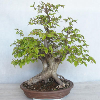Outdoor bonsai Carpinus betulus - Grab VB2020-485 - 1