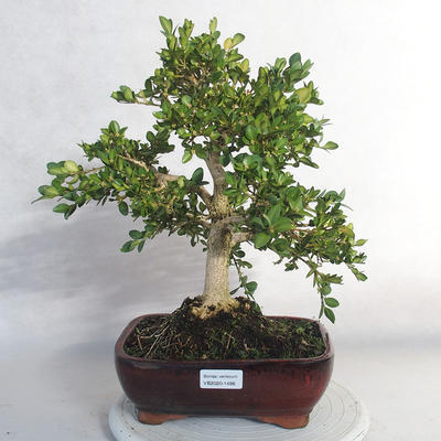 Outdoor bonsai - bukszpan - 1
