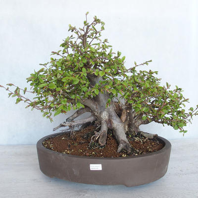 Outdoor bonsai Carpinus betulus - Grab VB2020-487 - 1