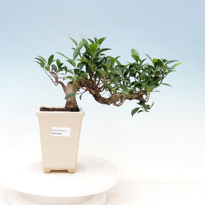 Kryty bonsai - kimono Ficus - figowiec drobnolistny