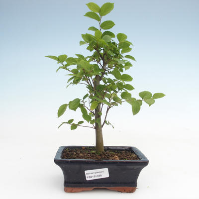 Kryty bonsai - Celtis chinensis - hackberry PB2191488