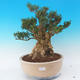 bonsai Room - Buxus harlandii - 1/7