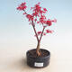 Outdoor bonsai - Acer palm. Atropurpureum-czerwony liść palmowy - 1/2