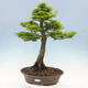 Outdoor bonsai - Acer palmatum Shishigashira - 1/7
