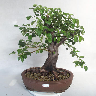 Outdoor bonsai -Mahalebka - Prunus mahaleb - 1