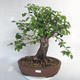 Outdoor bonsai -Mahalebka - Prunus mahaleb - 1/5