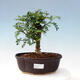 Kryty bonsai - Zantoxylum piperitum - Drzewo pieprzowe - 1/4
