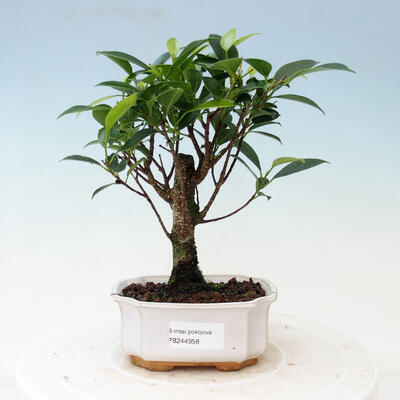 Kryty bonsai - Ficus retusa - ficus drobnolistny - 1