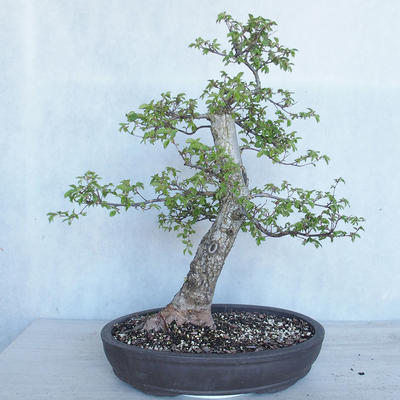 Outdoor bonsai - Ulmus GLABRA Elm VB2020-495 - 1