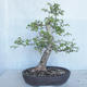Outdoor bonsai - Ulmus GLABRA Elm VB2020-495 - 1/5