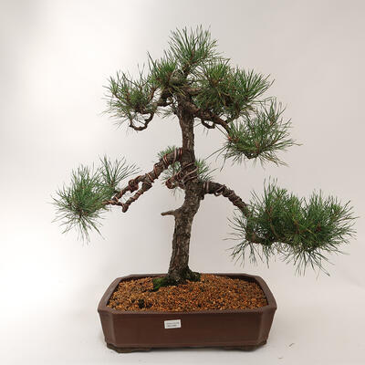 Bonsai zewnętrzne - Pinus sylvestris - Sosna leśna - 1