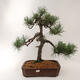 Bonsai zewnętrzne - Pinus sylvestris - Sosna leśna - 1/5