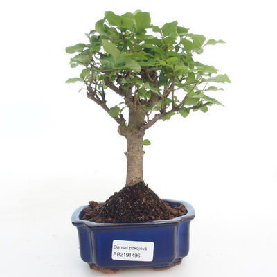 Kryty bonsai -Ligustrum chinensis - Privet PB2191496 - 1