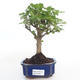 Kryty bonsai -Ligustrum chinensis - Privet PB2191496 - 1/3