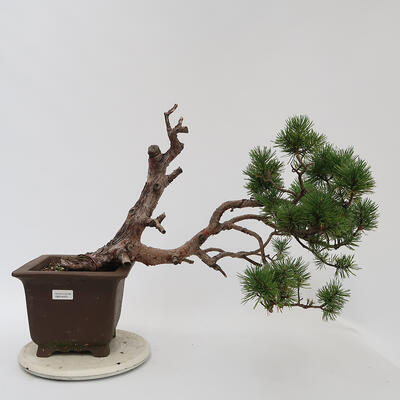 Bonsai zewnętrzne - Pinus sylvestris Watereri - Sosna leśna - 1