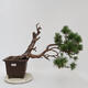 Bonsai zewnętrzne - Pinus sylvestris Watereri - Sosna leśna - 1/5