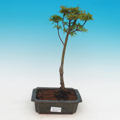 Outdoor bonsai -Javor malolistý Shishigashira - 1