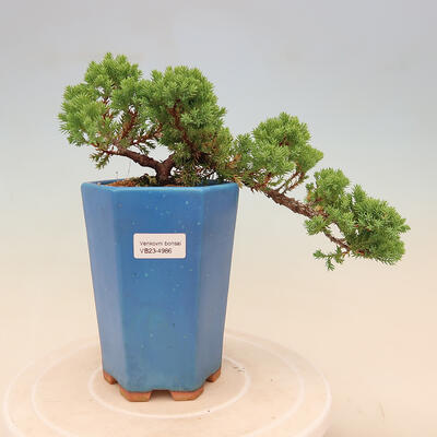 Plenerowe bonsai - Juniperus procumbens - Prostrate Juniper