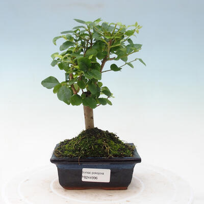 Kryty bonsai - Ligustrum chinensis - Z lotu ptaka - 1