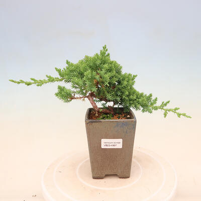 Plenerowe bonsai - Juniperus procumbens - Prostrate Juniper