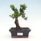 Kryty bonsai - Buxus harlandii - Bukszpan korkowy - 1/3