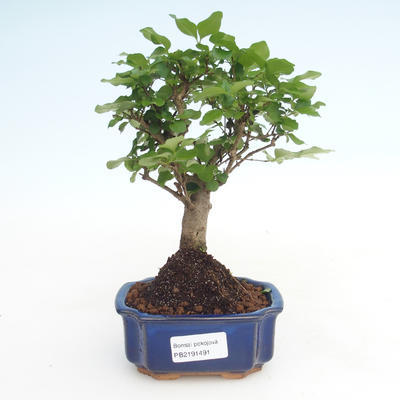 Kryty bonsai -Ligustrum chinensis - Privet PB2191491 - 1