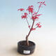 Outdoor bonsai - Acer palm. Atropurpureum-czerwony liść palmowy - 1/2