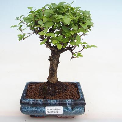 Kryty bonsai -Ligustrum chinensis - dziób ptaka PB2201224 - 1