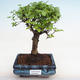 Kryty bonsai -Ligustrum chinensis - dziób ptaka PB2201224 - 1/3