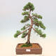 Outdoor bonsai - Juniperus chinensis Kishu - chiński jałowiec - 1/5