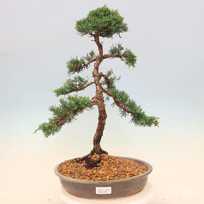 Bonsai im Freien - Juniperus chinensis - Chinesischer Wacholder - 1