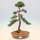 Bonsai im Freien - Juniperus chinensis - Chinesischer Wacholder - 1/5